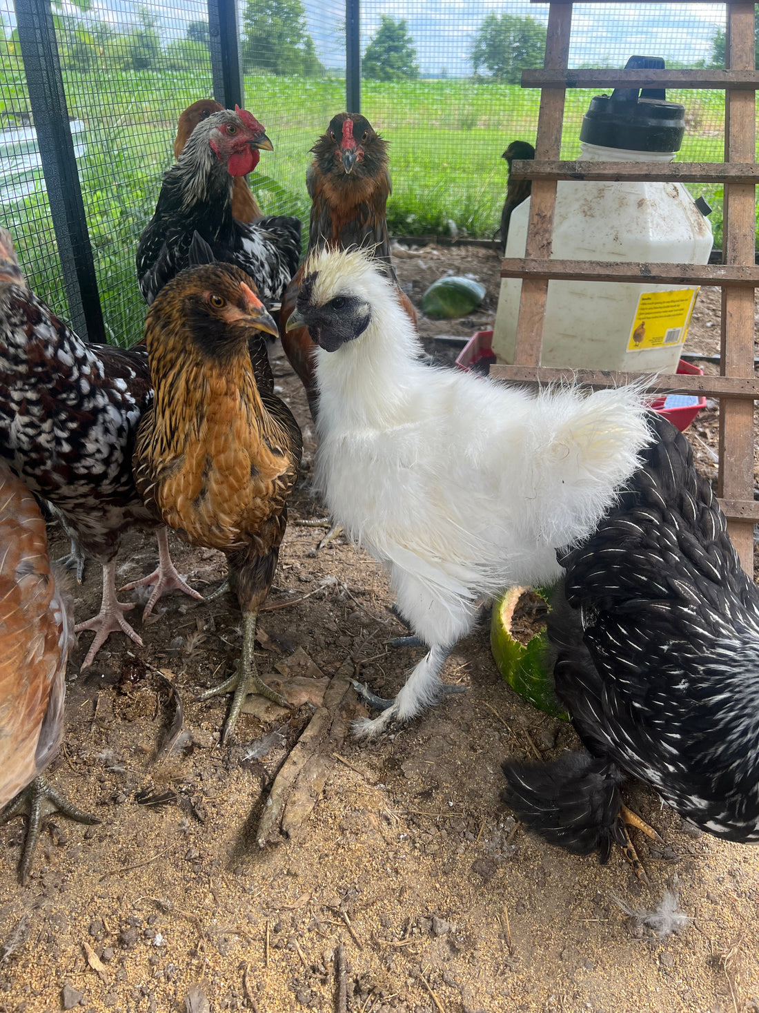 Raising Chickens 101: A Beginner’s Guide to Backyard Flocks