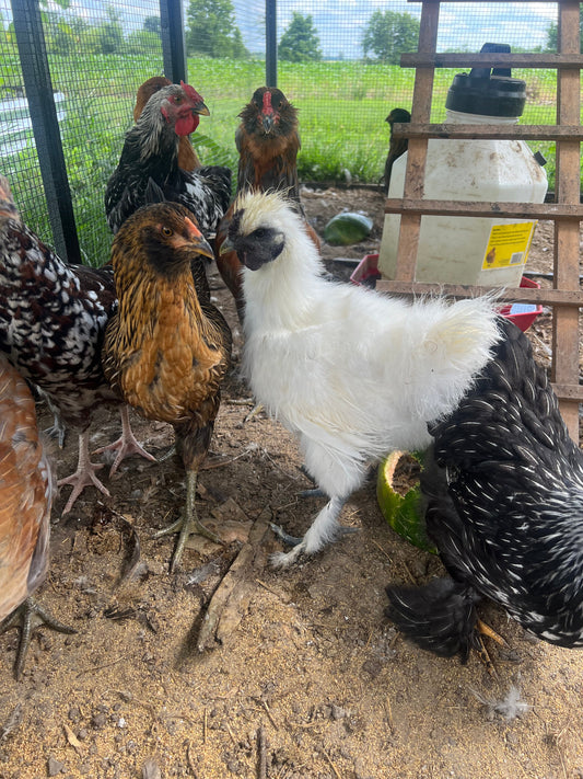 Raising Chickens 101: A Beginner’s Guide to Backyard Flocks