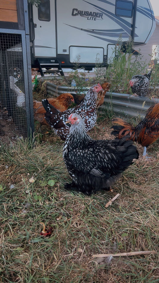 How To Start A Homestead On 1 Acre or Less
